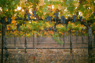 Vineyard with clusters of grapes hanging from grapevines
